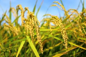 お米の種類と産地を解説！主な品種や銘柄はどのくらいあるの？