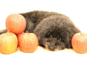 犬はりんごの皮を食べられる？与える時の注意点や危険な食べ物も解説