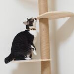 キャットタワーは子猫にも必要？転落の危険性や安全な使用法を解説！