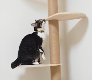 キャットタワーは子猫にも必要？転落の危険性や安全な使用法を解説！