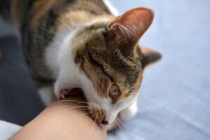 子猫を撫でると噛む理由はなに？噛まれた時の対応や対策について！