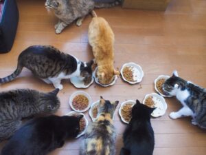 猫の多頭飼いの餌やりのコツ！横取り防止や回数について解説！