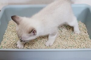 子猫がトイレの砂を食べるのはなぜ？対応や対策について解説！