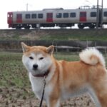 犬は電車でバレないようにしないといけない?マナーやルールを解説!