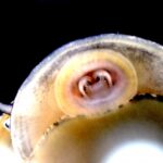 石巻貝の卵対策方法は？大量の白い粒の除去方法を解説！