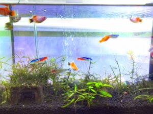 金魚と熱帯魚の違いを紹介！餌の違いや混泳できるかを解説！