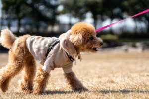 犬の散歩の服装に冬は何がいいの？防寒着のおすすめや選び方と機能性をご紹介！