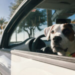 犬と旅行に車で行く時の持ち物は？出発前の準備と、おすすめ便利グッズをご紹介！