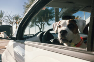 犬と旅行に車で行く時の持ち物は？出発前の準備と、おすすめ便利グッズをご紹介！