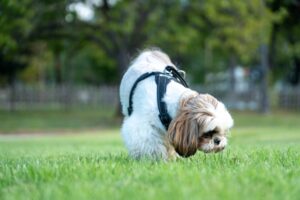 犬の暑さ対策に100均のDAISOが便利！おすすめアイテムを紹介！