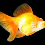 金魚はどこまで大きくなる？大きくなるスピード、大きくなる種類を紹介！