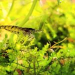 ミナミヌマエビは水草を食べる？おすすめの種類や量などを解説！
