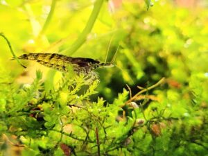 ミナミヌマエビは水草を食べる？おすすめの種類や量などを解説！
