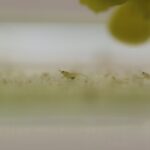 ミナミヌマエビの稚エビの大きさはどの位？成長速度や適した餌、水換えの方法を紹介！