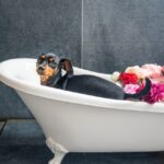 犬がお風呂入らないとどうなるのか？頻度や最適な温度を知ろう！