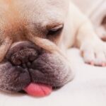 犬が寝てる時に足をバタバタさせるのは病気?原因を知っておこう