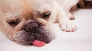 犬が寝てる時に足をバタバタさせるのは病気?原因を知っておこう