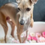 犬をお風呂に入れすぎるのは良くない？どのくらいの頻度がいいの？