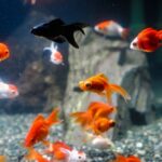 出目金は金魚をいじめられることがあるの？その対策も解説！