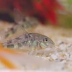 コリドラスが死んだふり！？ひっくり返る理由や危険なサインを紹介！