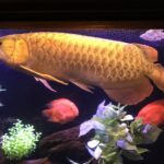 アロワナの餌について、量や頻度、餌の種類は何が良い？稚魚の餌など紹介！