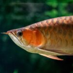 アロワナの目だれ防止方法、放置で治った？治療方法などを紹介！