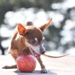犬にりんごを毎日あげてもいい？注意することはあるの？