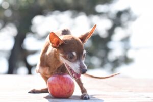 犬にりんごを毎日あげてもいい？注意することはあるの？